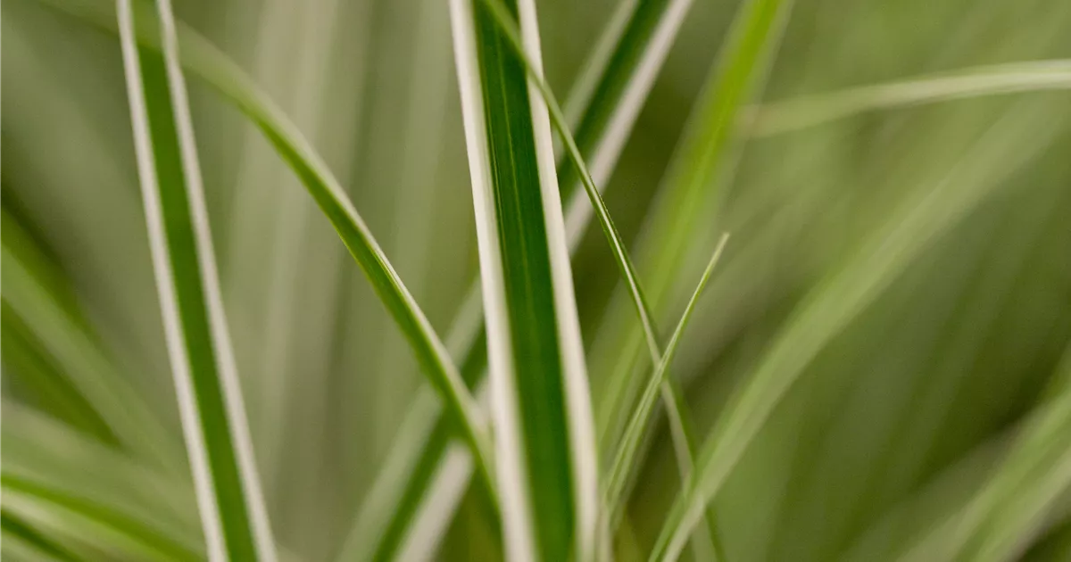 Carex oshimensis 'Everest'