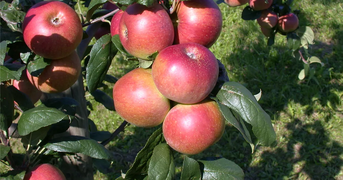 Malus 'Red River' -R- CAC