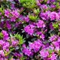 Rhododendron obtusum 'Königstein'