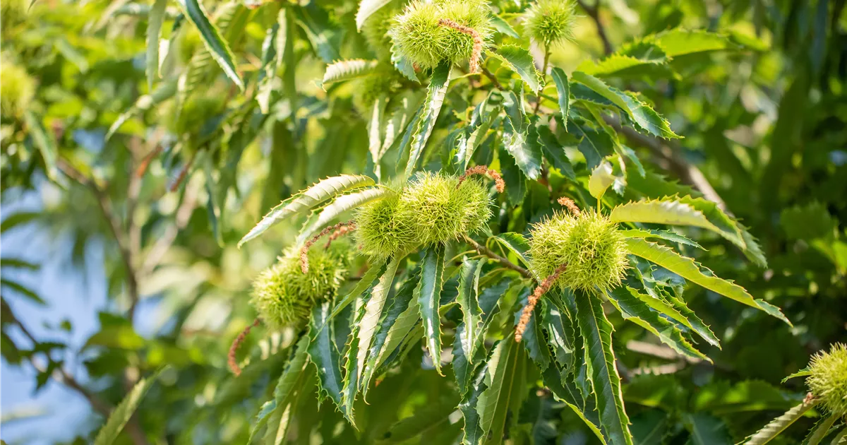 Castanea sativa 'Ecker'