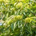 Castanea sativa