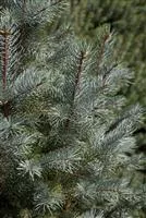 Picea pungens 'Iseli Fastigiate'