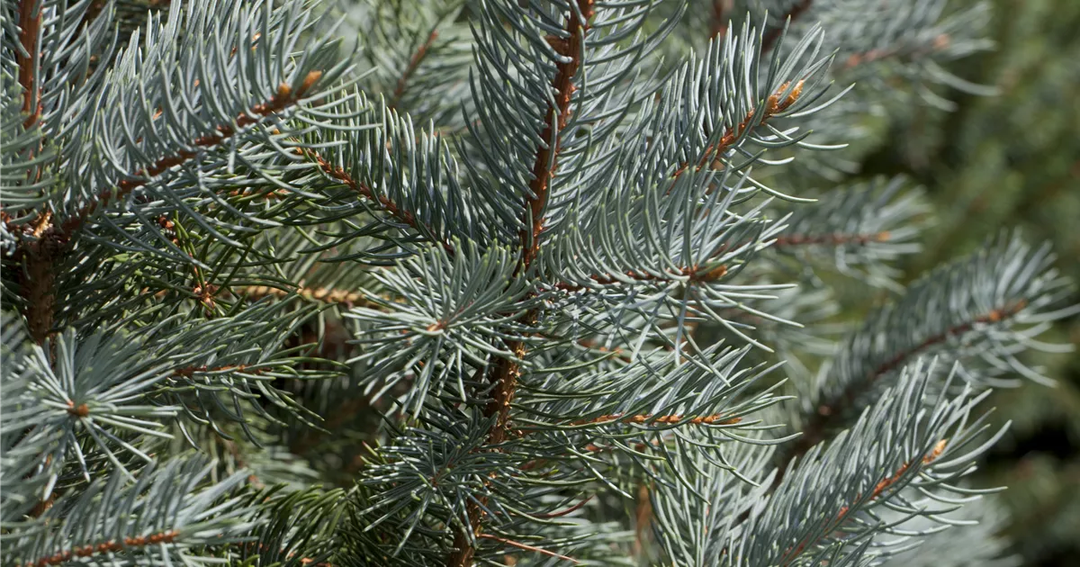 Picea pungens 'Iseli Fastigiate'