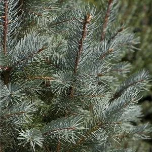 Picea pungens 'Iseli Fastigiate'