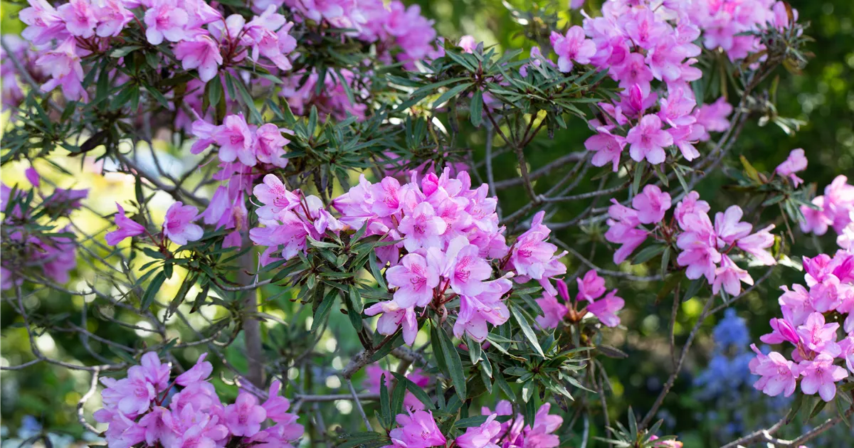 Rhododendron ponticum 'Graziella' III