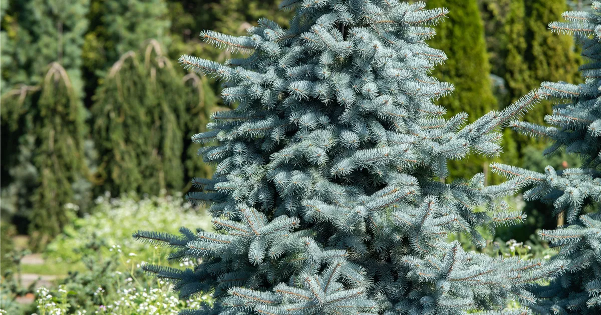 Picea pungens 'Hoopsii'