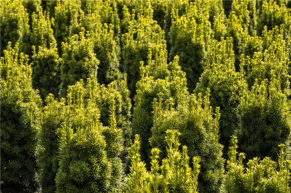 homöopathie thuja anwendungsgebiete Pflüger Thuja extern Tinktur Thuja occidentalis Urtinktur, 20 ml main image 0