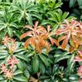 Pieris japonica 'Bonfire'