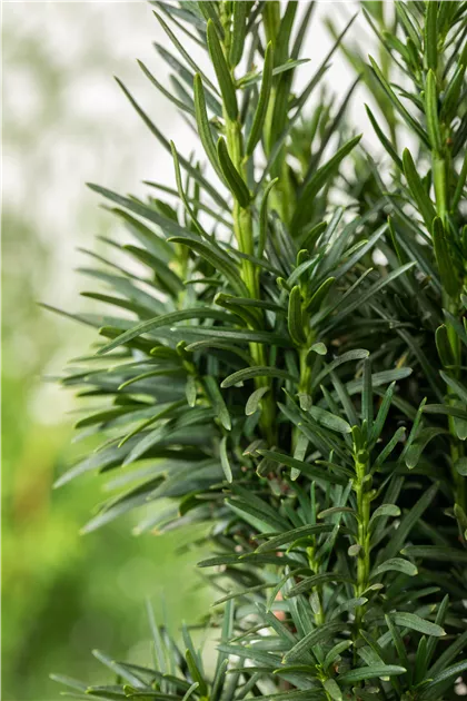 Taxus baccata 'Fastigiata Robusta', Schmale Suleneibe - Baumschule &  Pflanzenvertrieb Brossmer