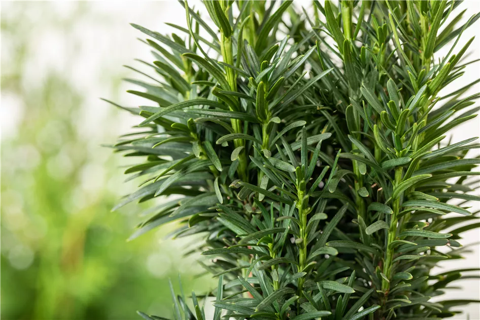 Taxus baccata 'Fastigiata Robusta', Schmale Suleneibe - Baumschule &  Pflanzenvertrieb Brossmer