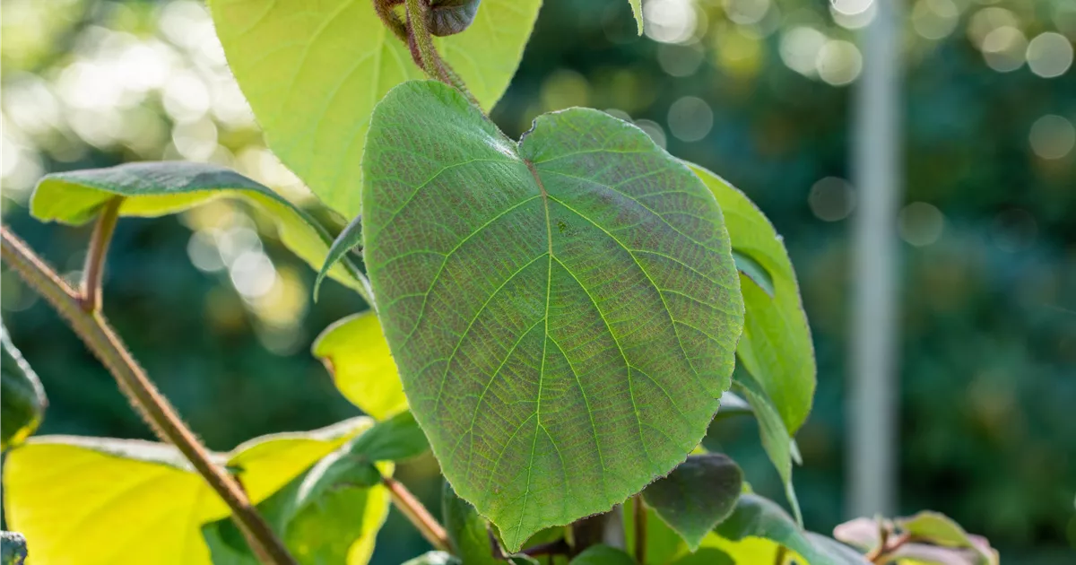 Actinidia chinensis 'Tomuri'