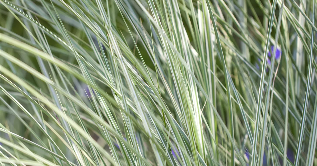 Miscanthus sinensis 'Morning Light'