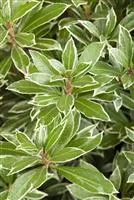 Pieris japonica 'Little Heath'