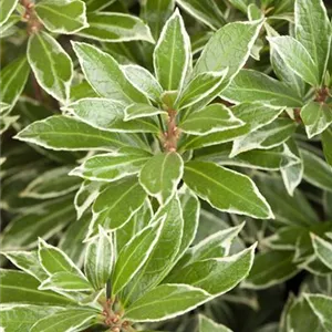 Pieris japonica 'Little Heath'
