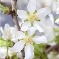 Prunus incisa 'Kojou-no-mai'