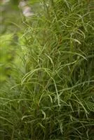 Rhamnus frangula 'Fine Line' -R-