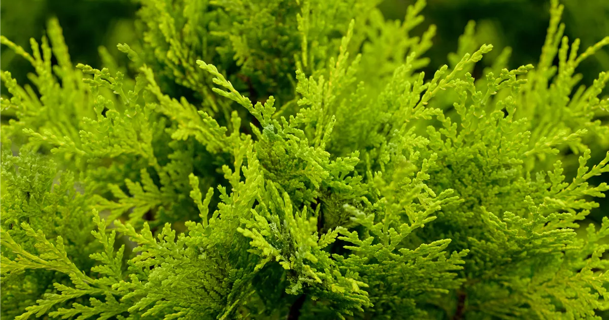 Chamaecyparis laws.'Stardust'