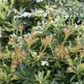 Pieris japonica 'Prelude'