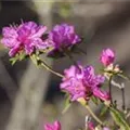Rhododendron dauricum 'Boskoop Ostara'