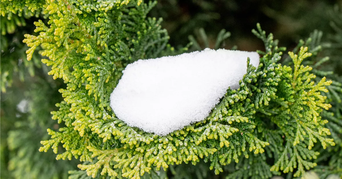 Chamaecyparis obtusa 'Nana Gracilis'