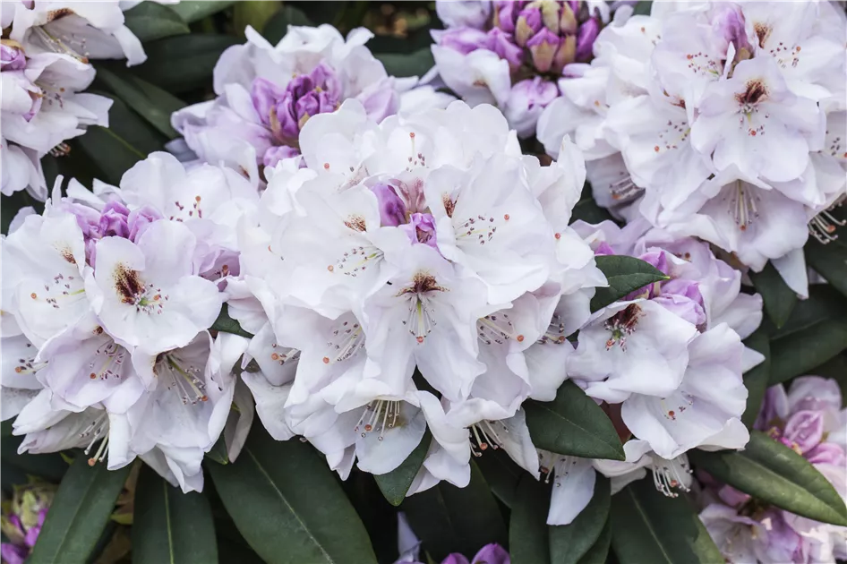 Rhododendron Hybr.'Bismarck' II, Rhododendron-Hybride 'Bismarck' -  Baumschule & Pflanzenvertrieb Brossmer