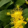 Hypericum 'Magical'