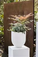 Nandina domestica 'Obsessed' -R-