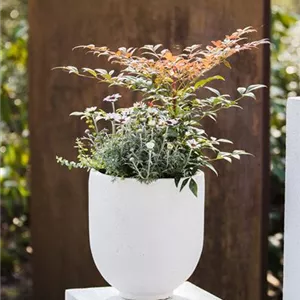 Nandina domestica 'Obsessed' -R-