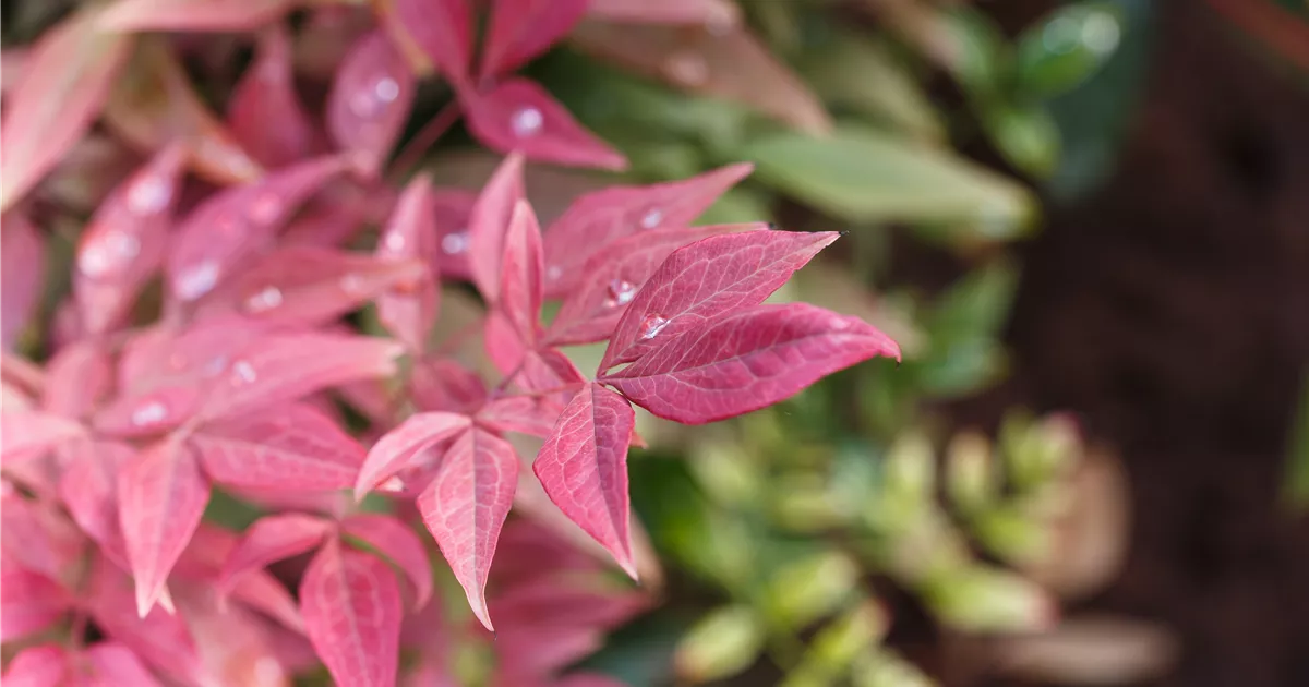 Nandina domestica 'Blush Pink' -R-, Heiliger Bambus 'Blush Pink' -R- -  Baumschule & Pflanzenvertrieb Brossmer