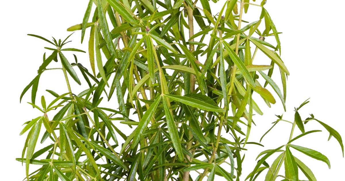 Choisya ternata 'Aztec Pearl'
