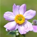 Anemone tomentosa 'Serenade'
