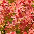 Berberis, rot