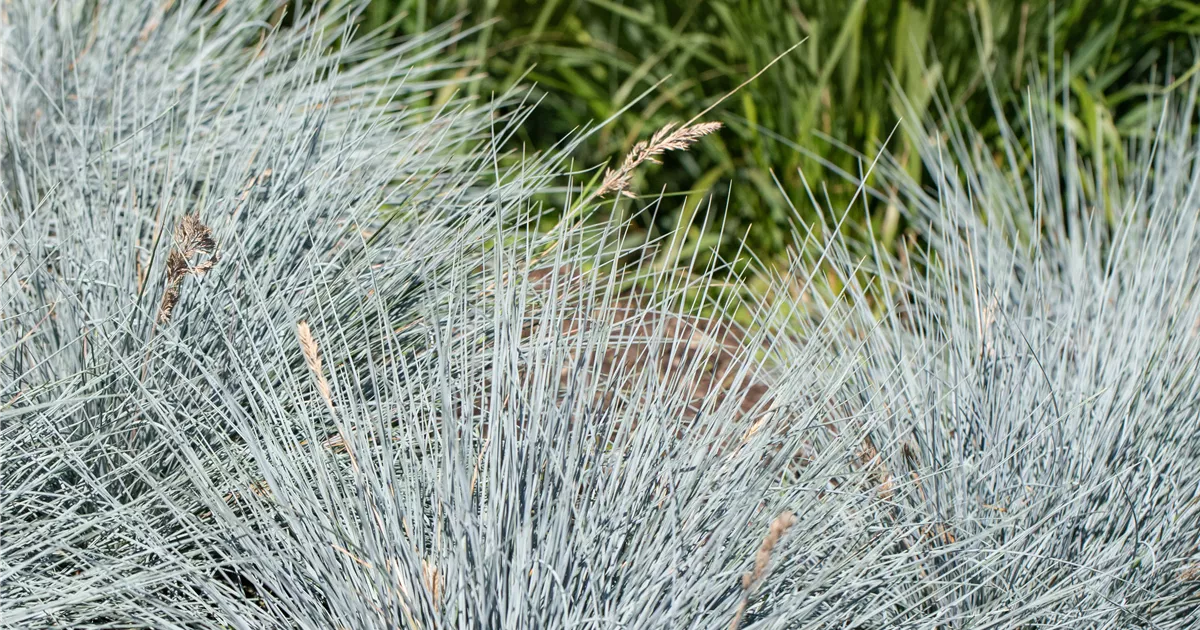 Festuca cinerea 'Elijah Blue'