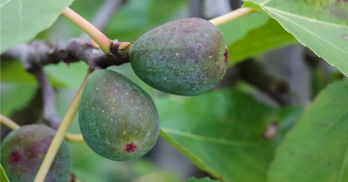 Ficus carica 'Icecrystal'