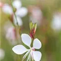 Gaura lindheimeri 'Gambit® White'
