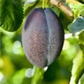 Prunus domestica 'Top Taste'