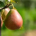 Pyrus communis 'Nordhäuser Winterforelle'