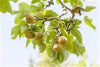 Pyrus pyraster i.S. CAC