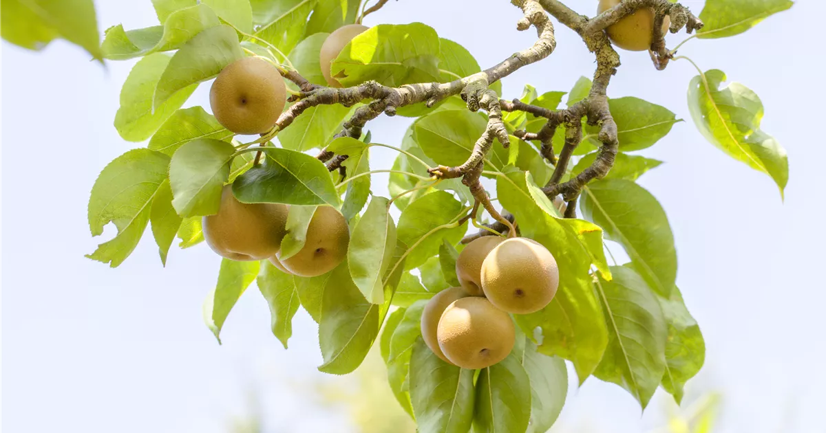 Pyrus pyraster i.S. CAC