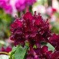 Rhododendron 'Cetewayo'