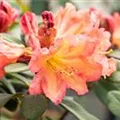 Rhododendron 'September Song'