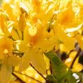 Rhododendron luteum 'Goldtopas'