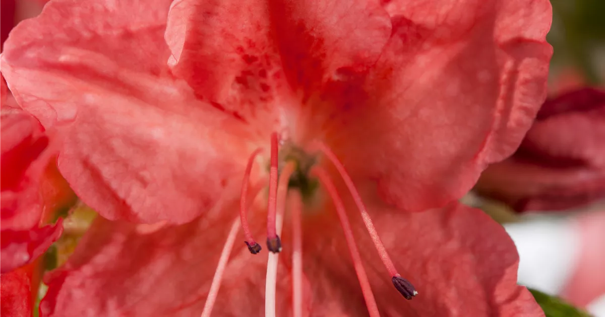 Rhododendron obt.'Satschiko' II, Japanische Azalee 'Satschiko' - Baumschule  & Pflanzenvertrieb Brossmer