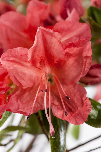 Rhododendron obt.'Satschiko' II, Japanische Azalee 'Satschiko' - Baumschule  & Pflanzenvertrieb Brossmer