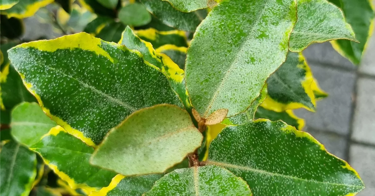 Elaeagnus ebbingei 'Gilt Edge'