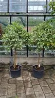 Photinia fraseri 'Pink Marble' -R-