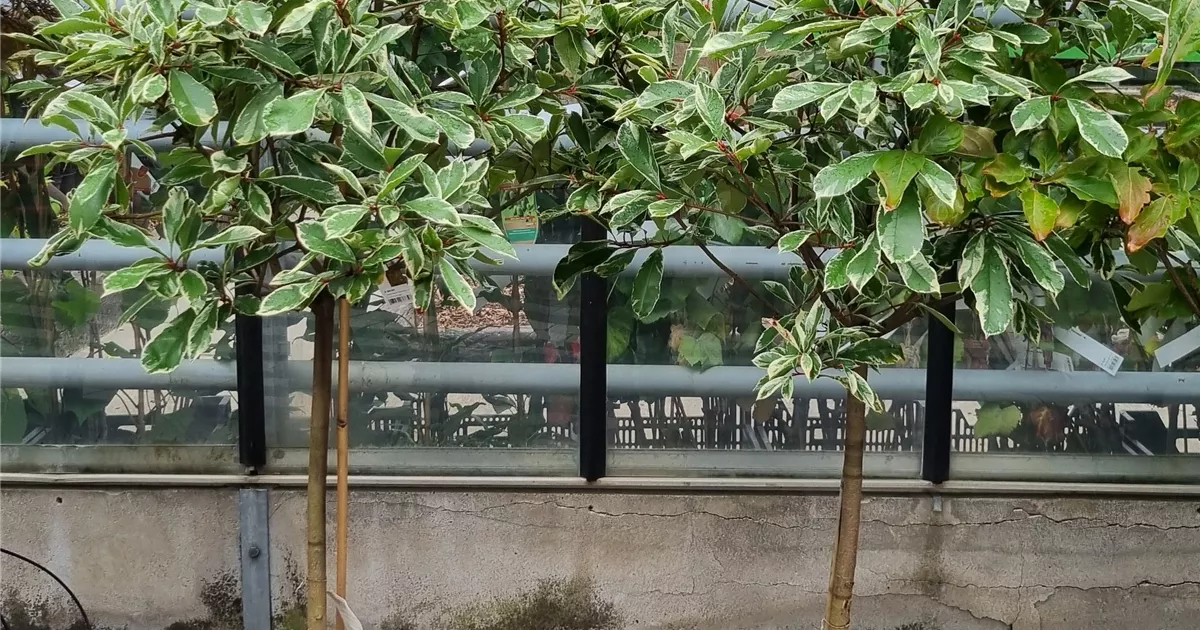 Photinia fraseri 'Pink Marble' -R-