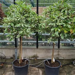 Photinia fraseri 'Pink Marble' -R-