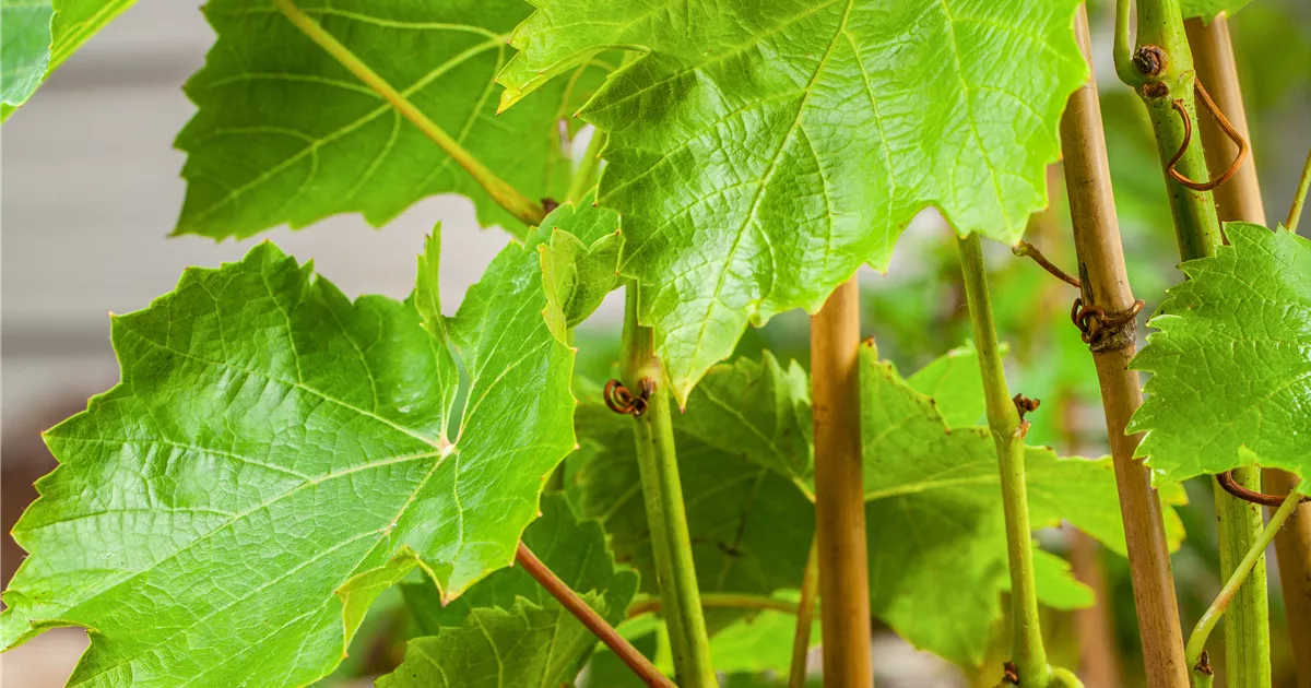 Vitis 'Lakemont' -R- II