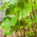 Vitis vinifera 'Lakemont'